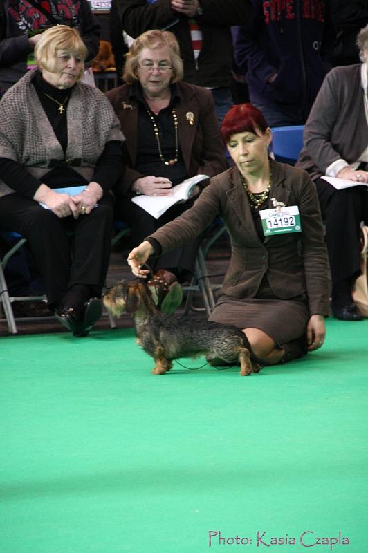 Crufts2011_2 642.jpg